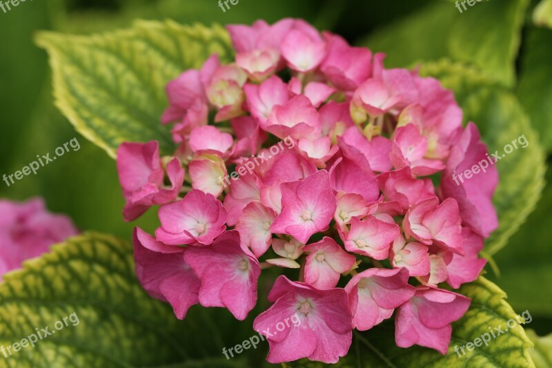 Flower Pink Garden Close Up Plant