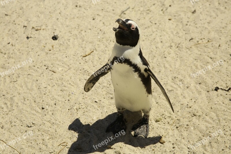 Animal Penguin South Pole The Cape Of Good Hope Penguin Island