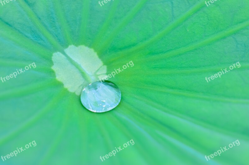 Natural Plant Green Leaf Drop Of Water