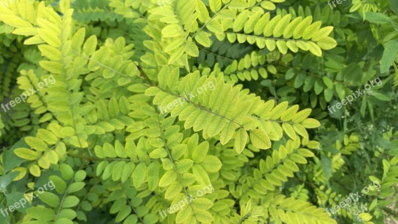 Foliage Bush Shrubs Green Summer