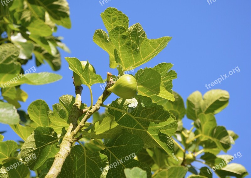 Fig Fig Tree Fruit Summer Flavor