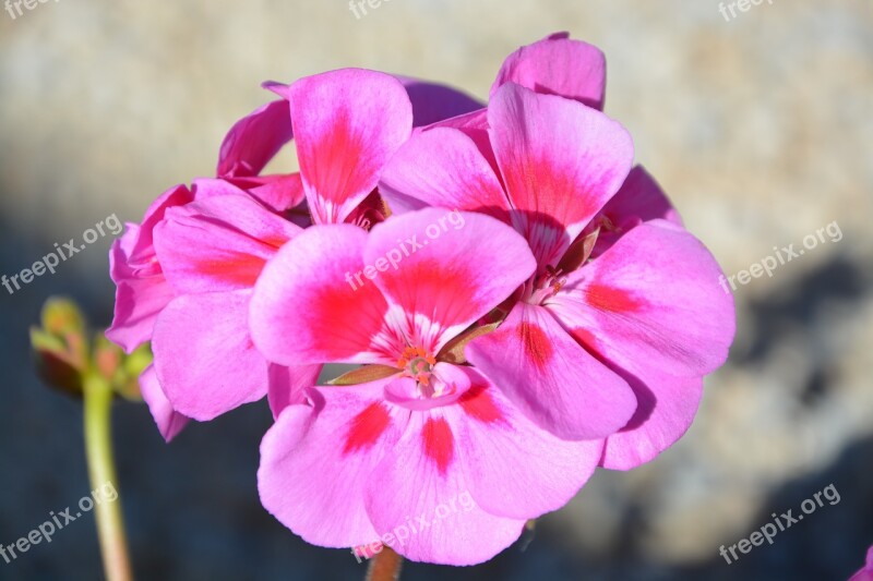 Summer Flowers Rose Geranium Nature Garden Flower