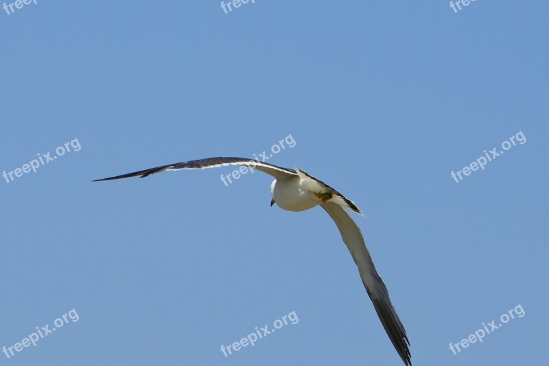 Animal Sky Beach Seabird Sea Gull