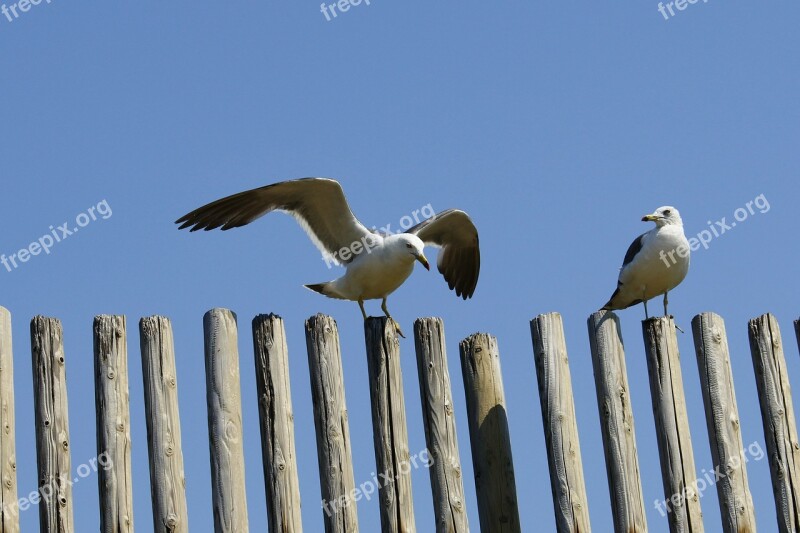 Animal Beach Seabird Sea Gull Seagull