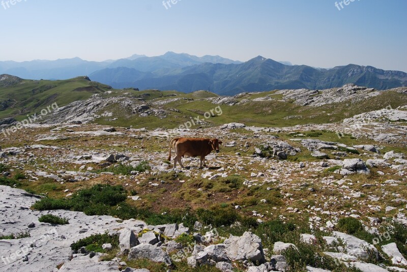 Mountain Picos De Europa Nature Landscape Cow