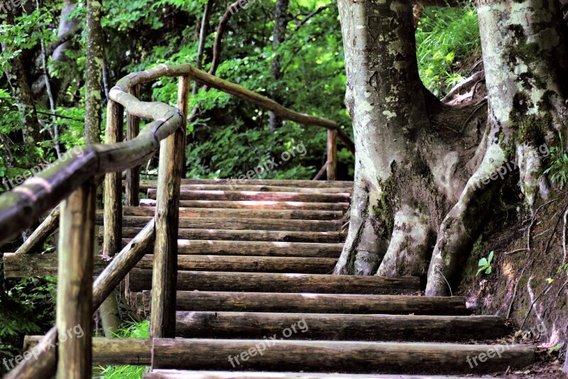 Forest Forest Path Trees Nature Walking Path