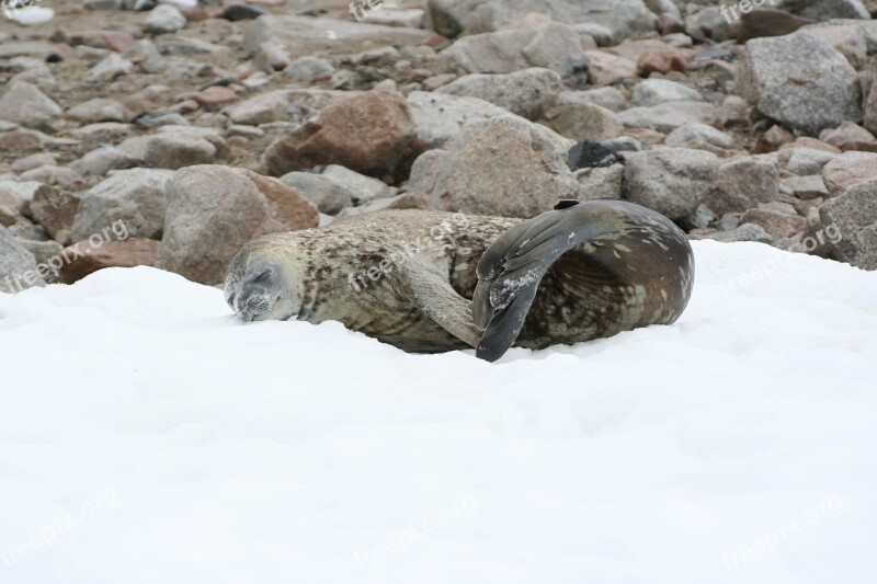 Seal Snow Antarctic Neco Island Peaceful