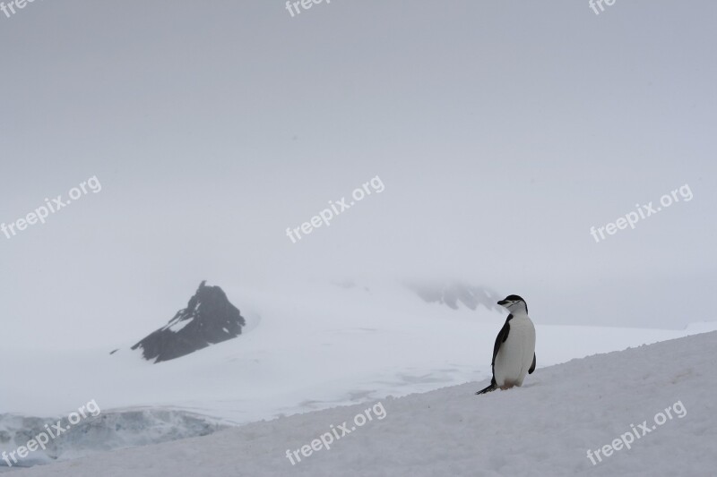 Half Moon Island Antarctica Penguin