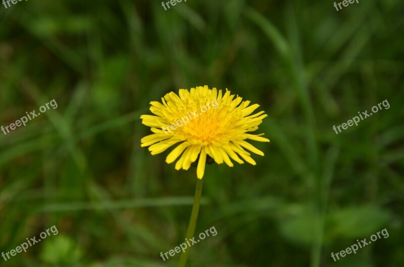 Flowers Macro Plant Nicely Yellow