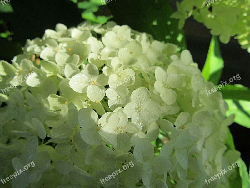 Hydrangea Sunlight White Nature Flowers