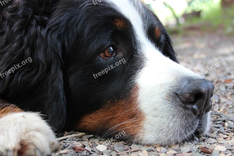 Dog Berner Sennen Dog Head Brown Eyes Portrait