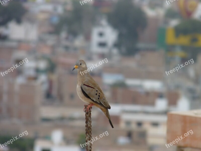 Birds Paloma Lead Free Photos