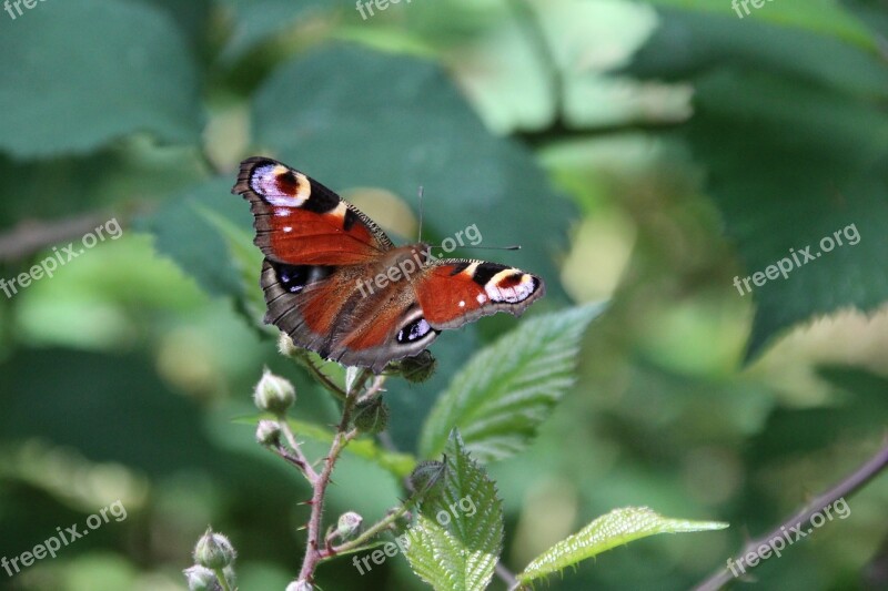 Peacock Butterfly Butterfly Insect Free Photos