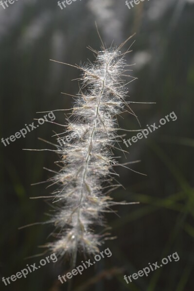 White Beige Flower Summer Seed