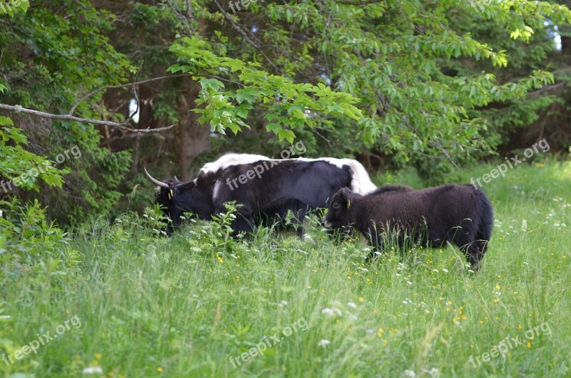 Yak Beef Agriculture Dam Mongolia