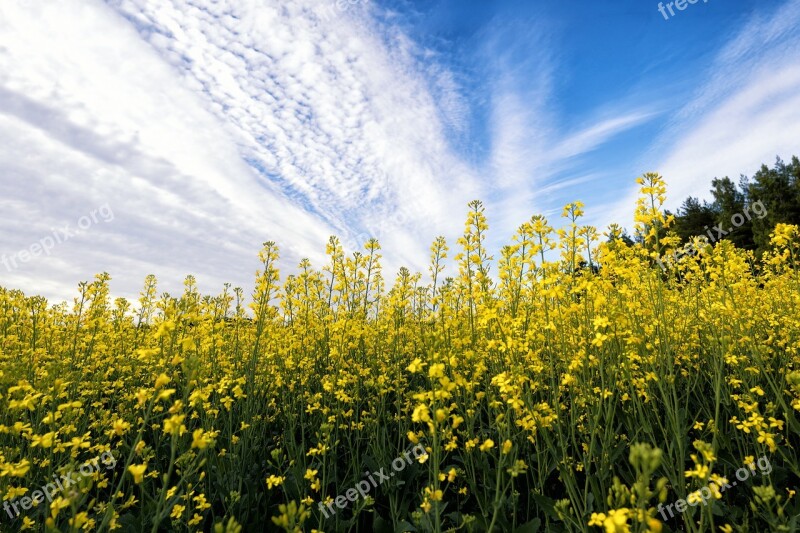 Mustard Flower Field Plant Nature