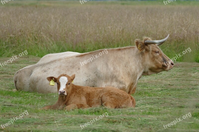 Meadow Cattle Ruminant Agriculture Calf