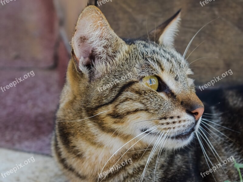 Cat Stray Animal Cute Homeless