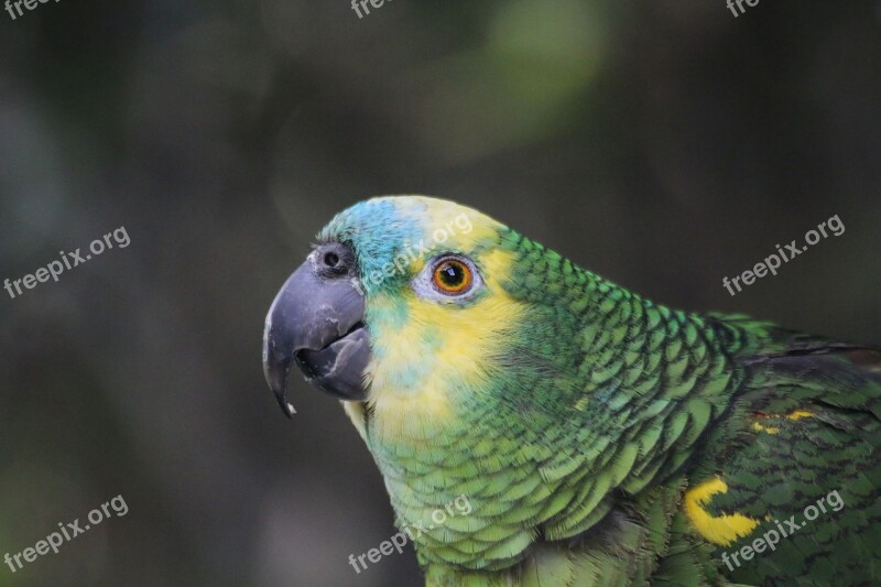 Parrot Amazon Exotic Bird Animals Birds