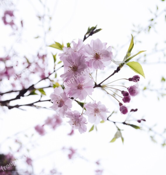 Cherry Blossoms Pink Flowers Free Photos