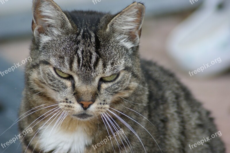 Cat Tired Pet Domestic Cat Mackerel