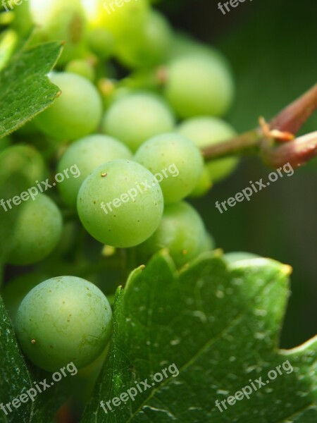 Grape Wine Incomplete Fruit Winegrowing