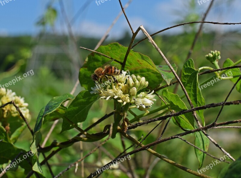 Honeybee On Milkweed Bee Insect Animal Milkweed