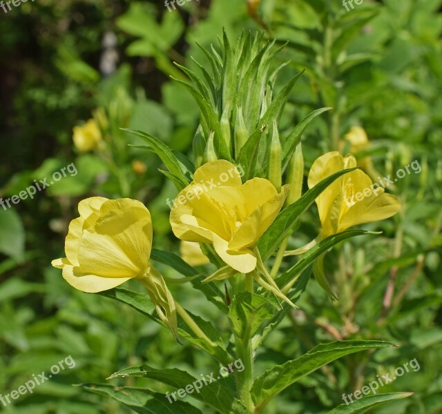 Evening Primrose Wildflower Blossom Bloom Plant