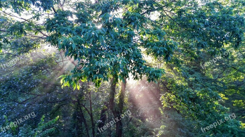 Enchanted Forest Forest Light Sun Sunlight