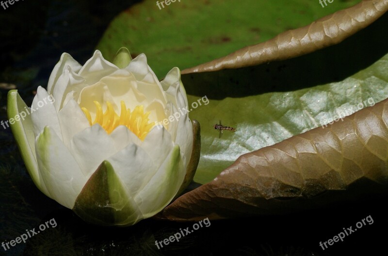 Water Lily Aquatic Plant Blossom Bloom Lake Rose