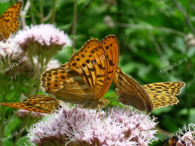 Fritillary German Butterfly Nature Three Butterflies