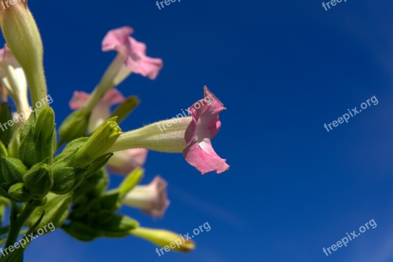 Tobacco Plant Blossom Bloom Cigarettes