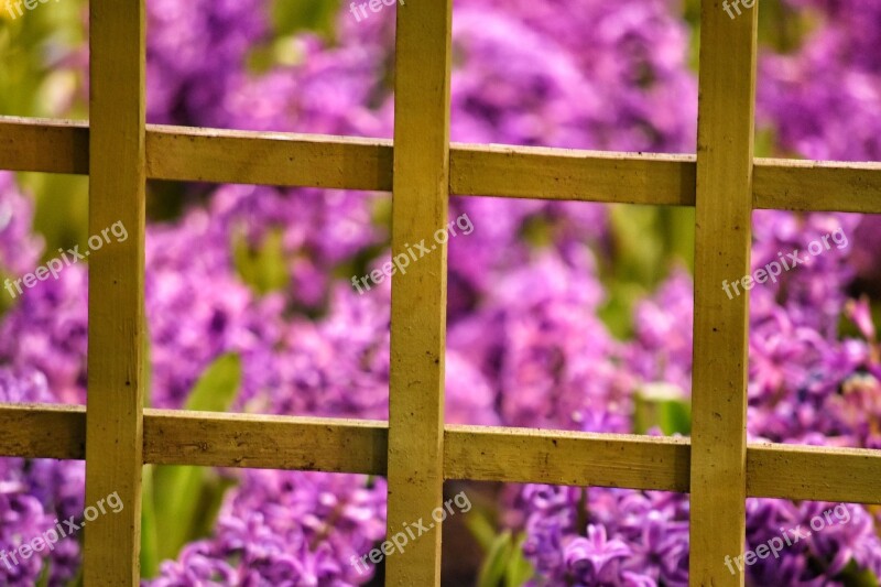 Frame Flower Purple Floral Pattern