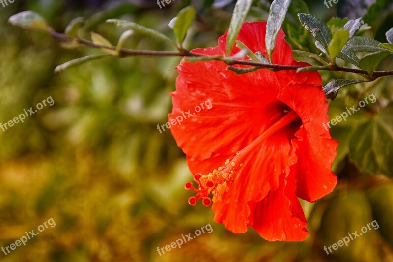 Hibiscus Red Flower Nature Plant