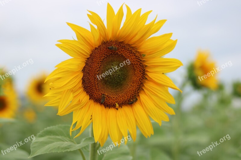 Sunflower Sun S Close Up Nature