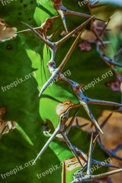 Cactus Thorns Plant Nature Summer