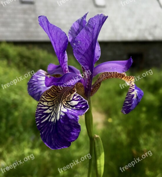 Purple Iris Flower Iris Purple Bloom