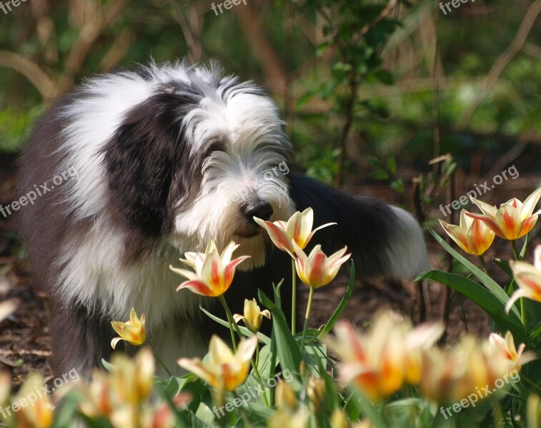 Spring Easter Bearded Collie Free Photos