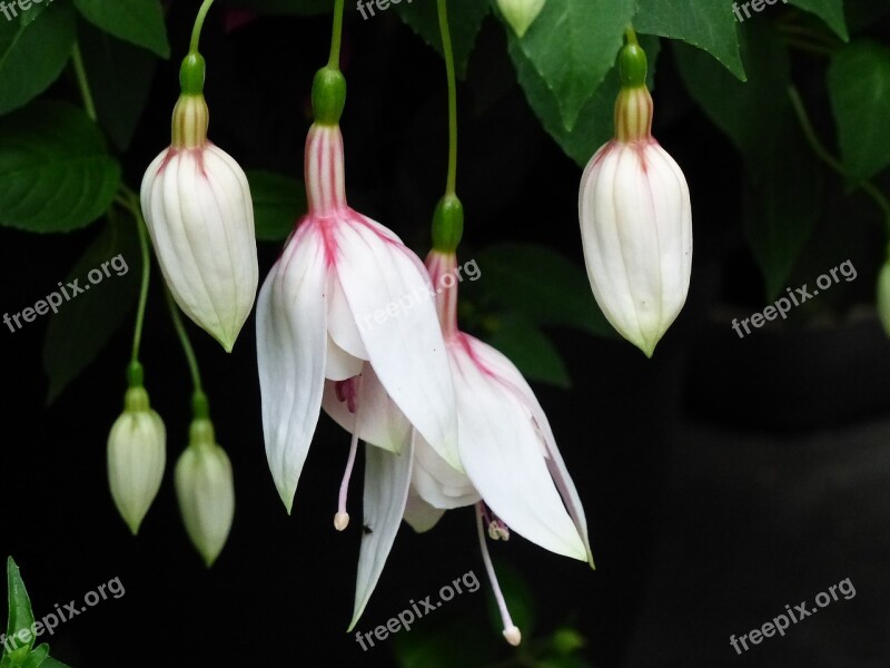 Flowers Buds Garden White Summer