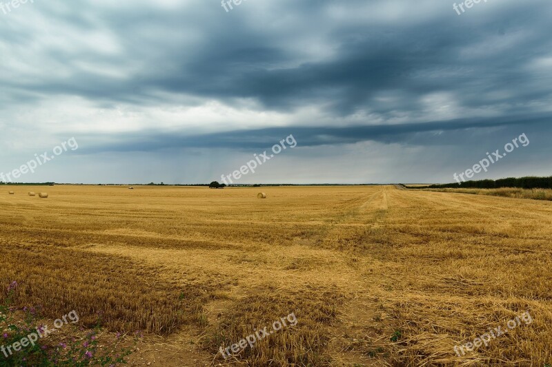 Sky Seed Landscape Harvest Grain