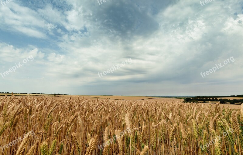 Sky Seed Landscape Harvest Grain