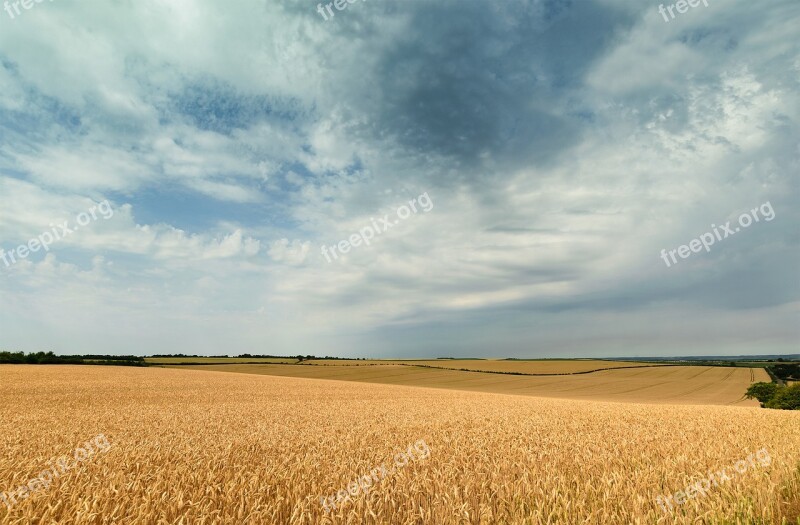 Sky Seed Landscape Harvest Grain