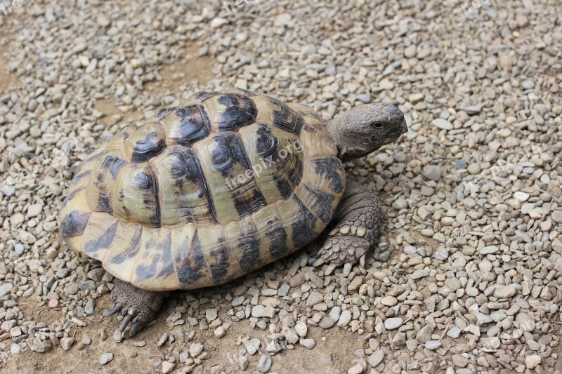 Turtle Reptile Panzer Animal On The Shore