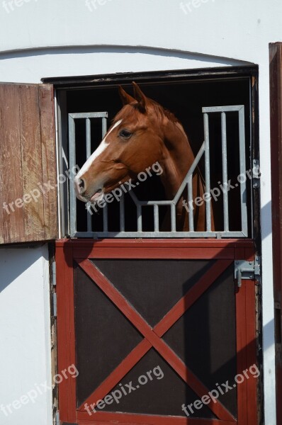 Horse Animal Head Equine Stable