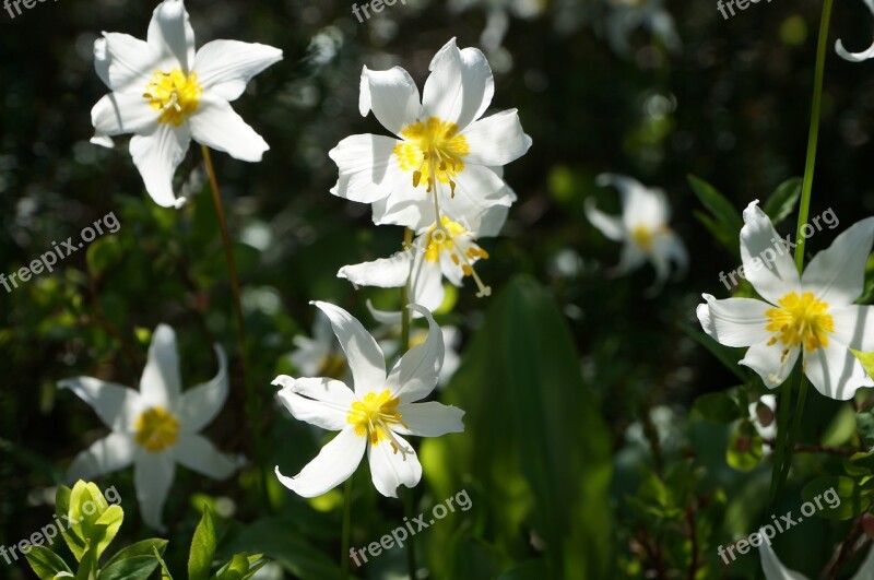 Flower Wild Trillium Plant Wild Flowers