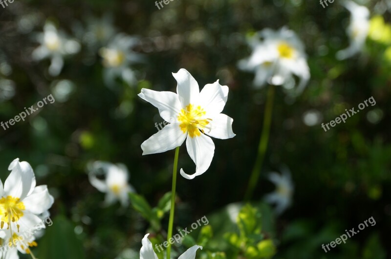 Flower Wild Trillium Plant Wild Flowers