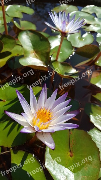 Nymphaea Alba Purple Early In The Morning Clear The Net Nature