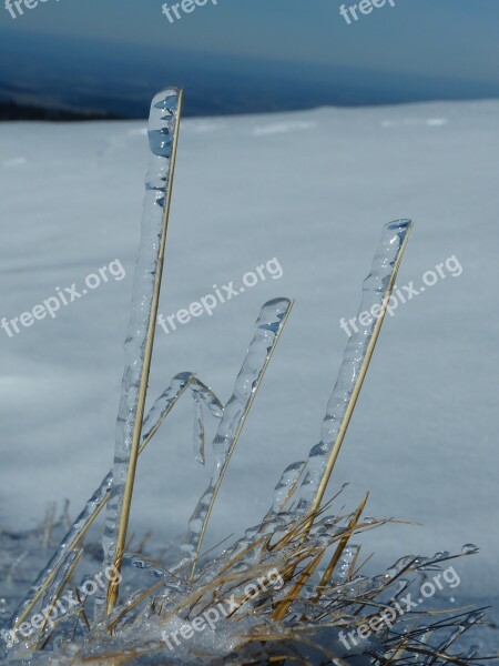 Winter Blades Of Grass Freezing Rain Ice Frozen