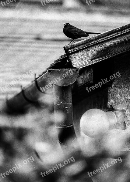 Blackbird Roof House Bird Nature