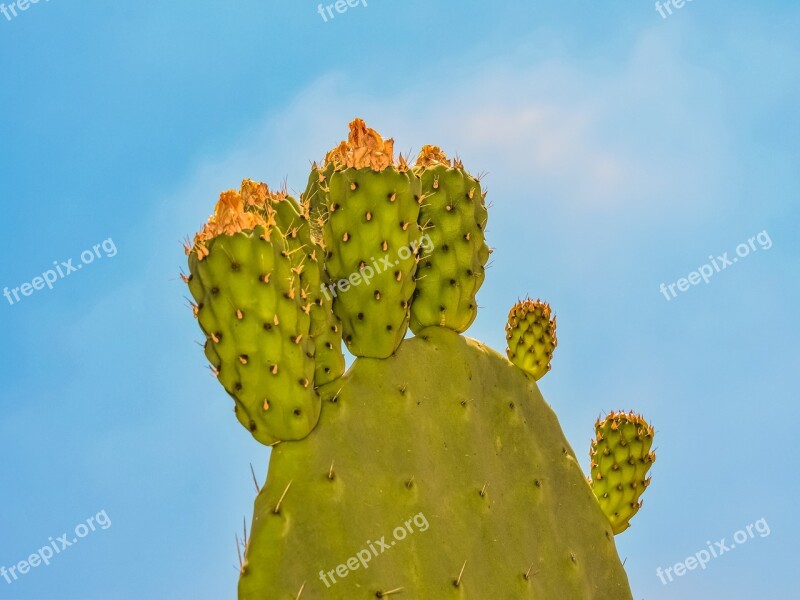 Prickly Pear Plant Cactus Nature Mediterranean